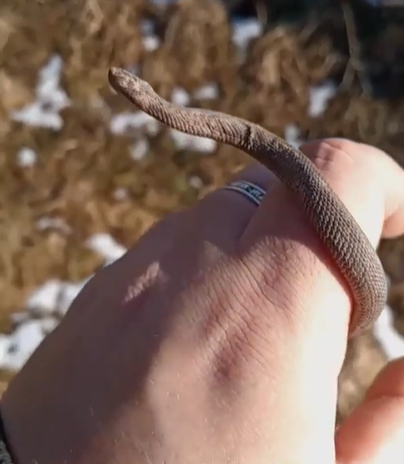 В Ленобласти проснулись змеи