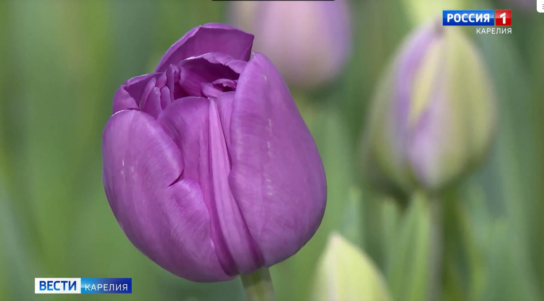 В «Вилге» зацвели первые тюльпаны