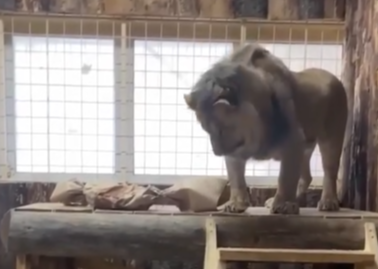 Симба, Снежа и компания: видео увлекательного обеда