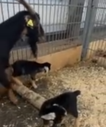 Карельский зоопарк просит подписчиков дать имена новорожденным козлятам-близнецам