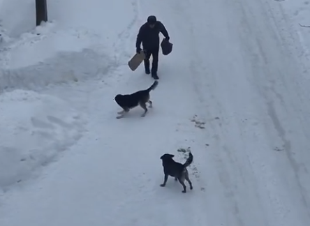 Житель Кеми жалуется на агрессивных псов