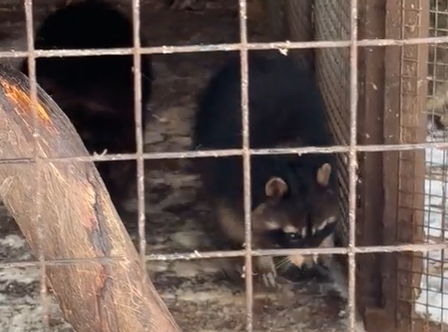 Посетители шокированы условиями в зоопарке «Зоолесье» Петрозаводска