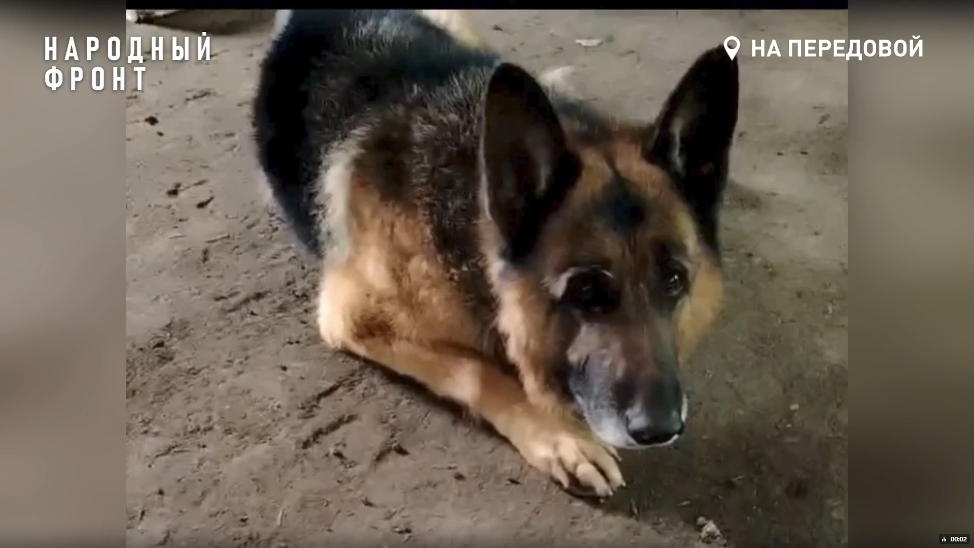 Бойцы из Карелии спасли собаку на руинах поселка