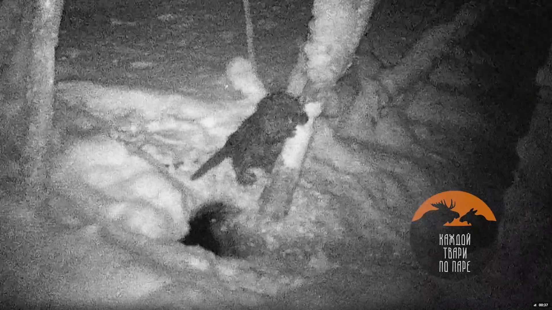 Фотоловушка сняла, как бобра чуть не задавило дерево, которое он сам свалил