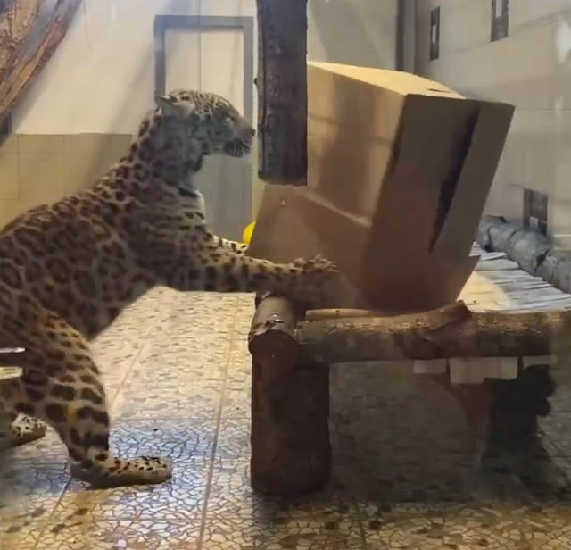 В Карельском зоопарке ягуары распаковывали обед