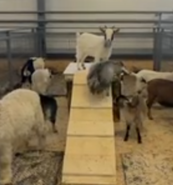 В Карельском Зоопарке открылись ясли для козлят