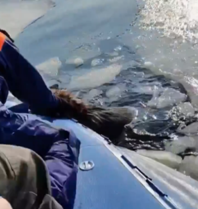 В Питкярантском районе спасли провалившуюся под лед собаку