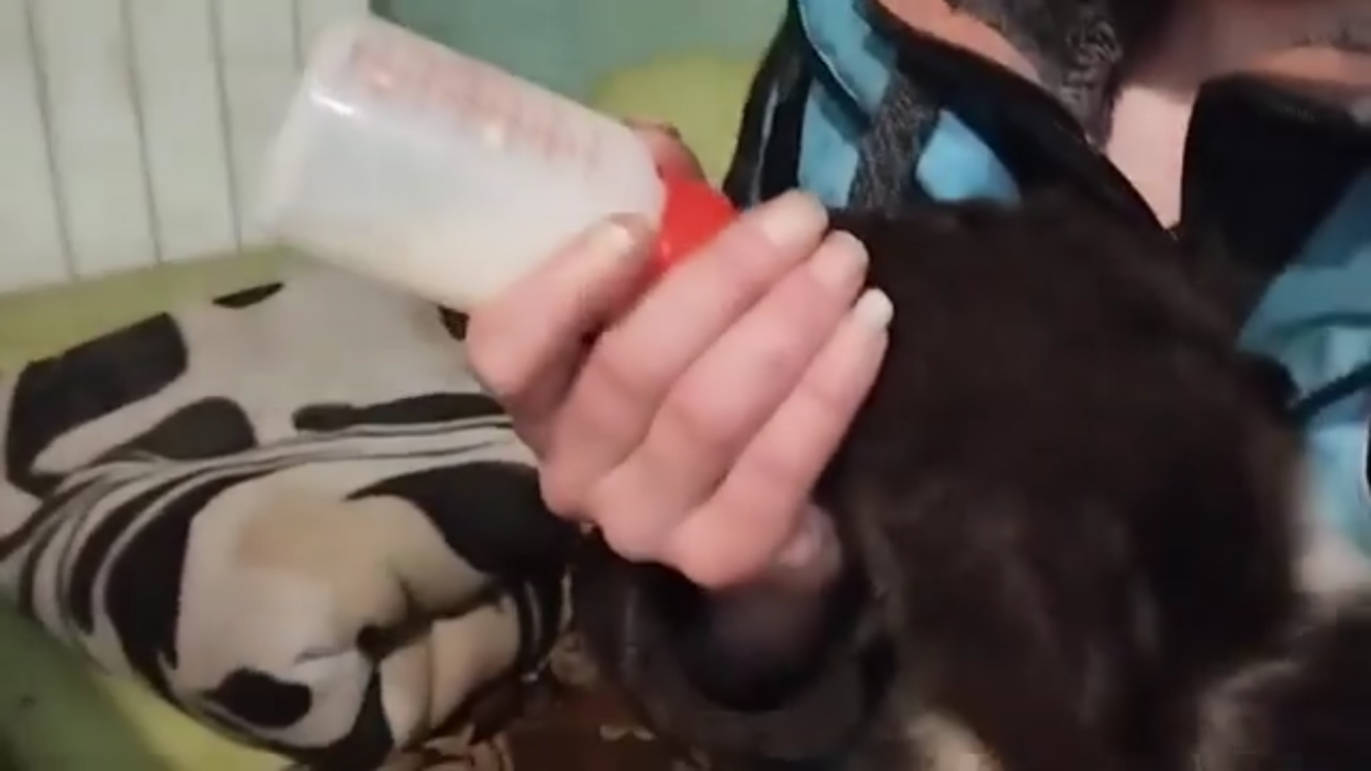 В петербуржский центр помощи животным подкинули из Карелии коробку с медвежонком и запиской