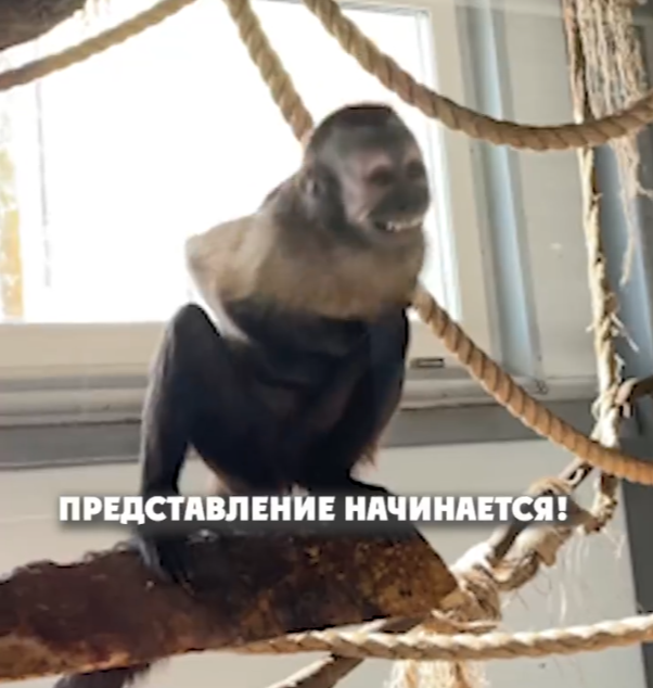 В Карельском зоопарке драматичный капуцин Леля притворяется больной ради вкусняшек