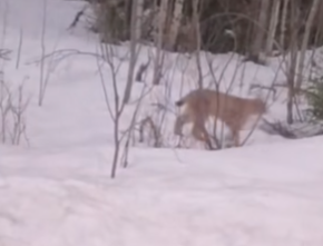 Рыси позировали перед камерой в районе Карелии