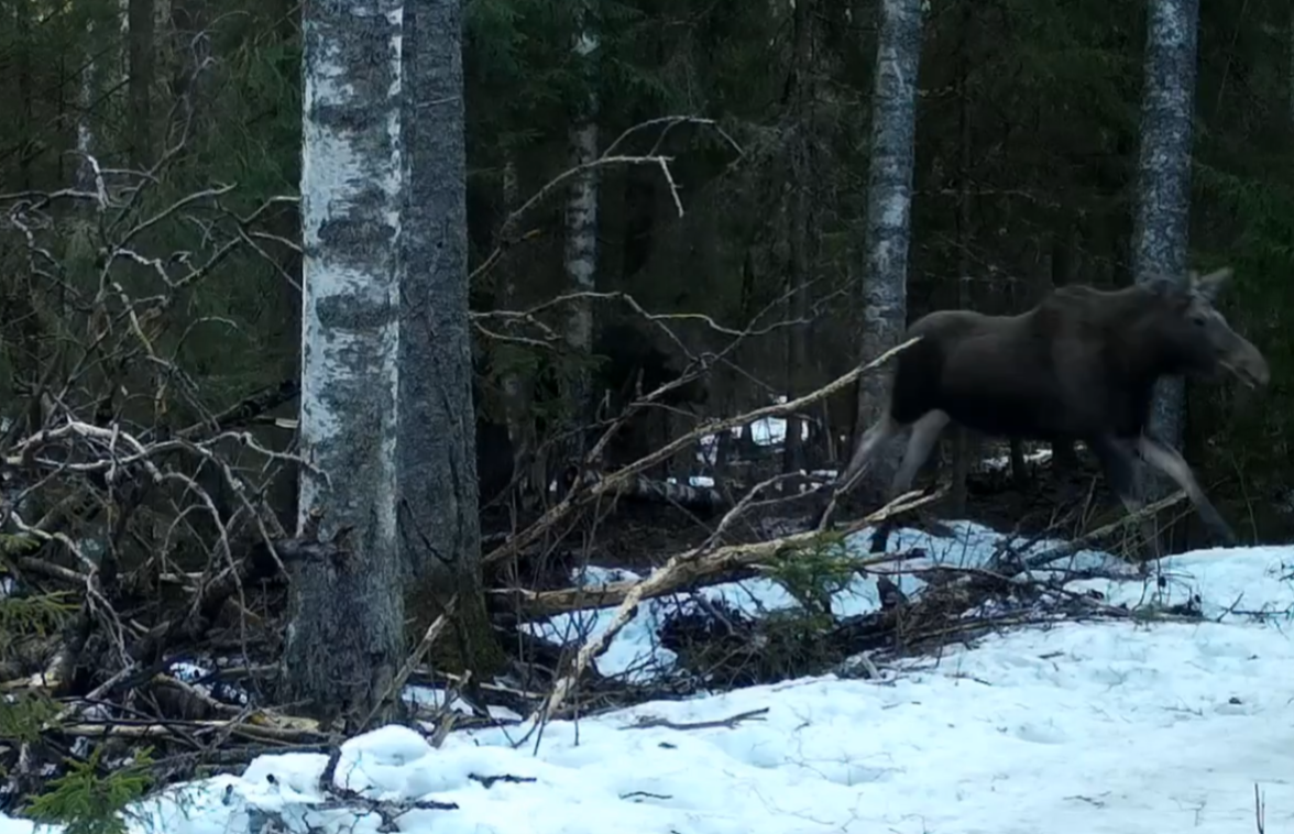Неожиданный поворот: хищник оказался в роли жертвы
