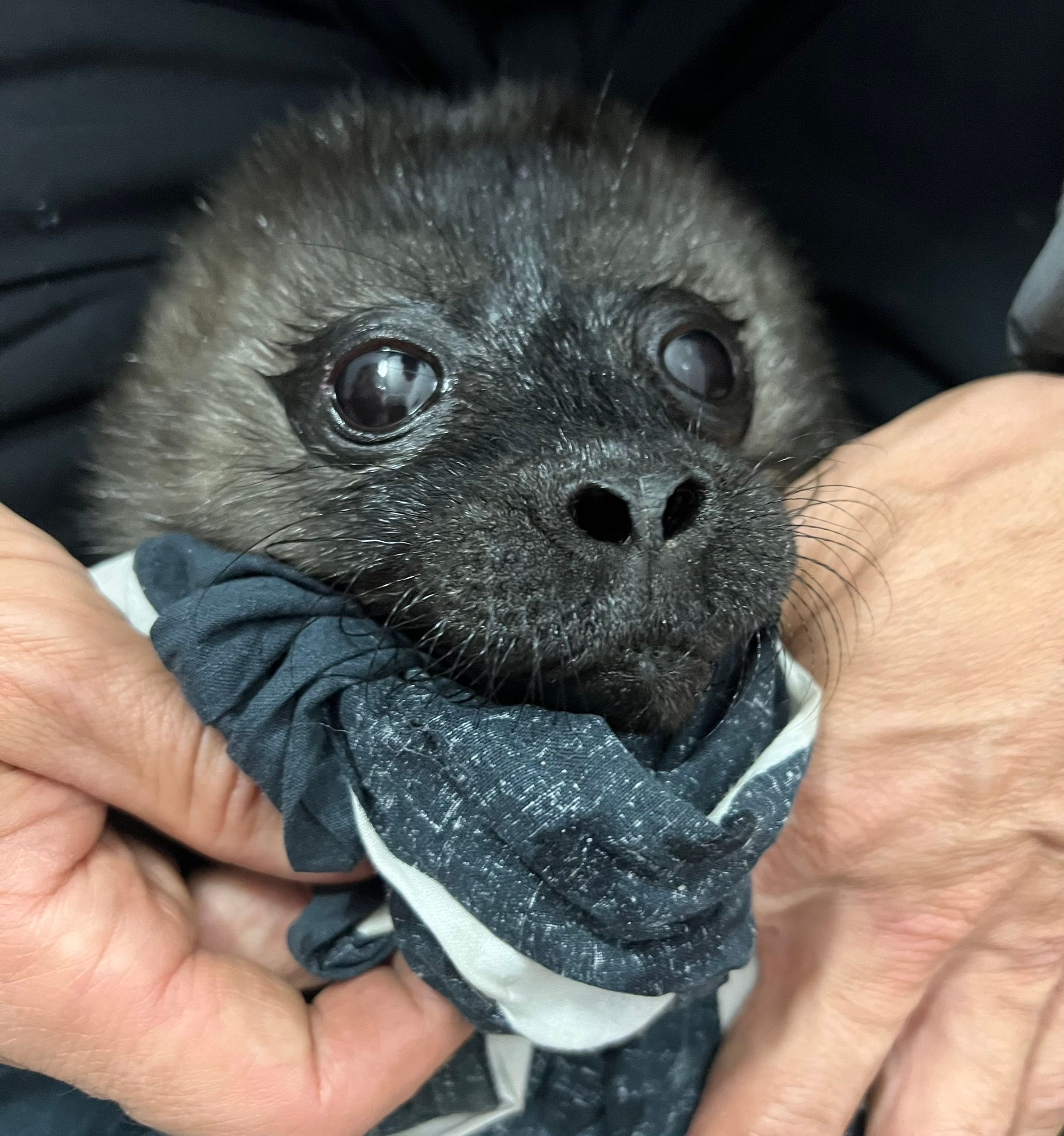 Новорожденного нерпёнка спасли от пикирующих чаек в Карелии