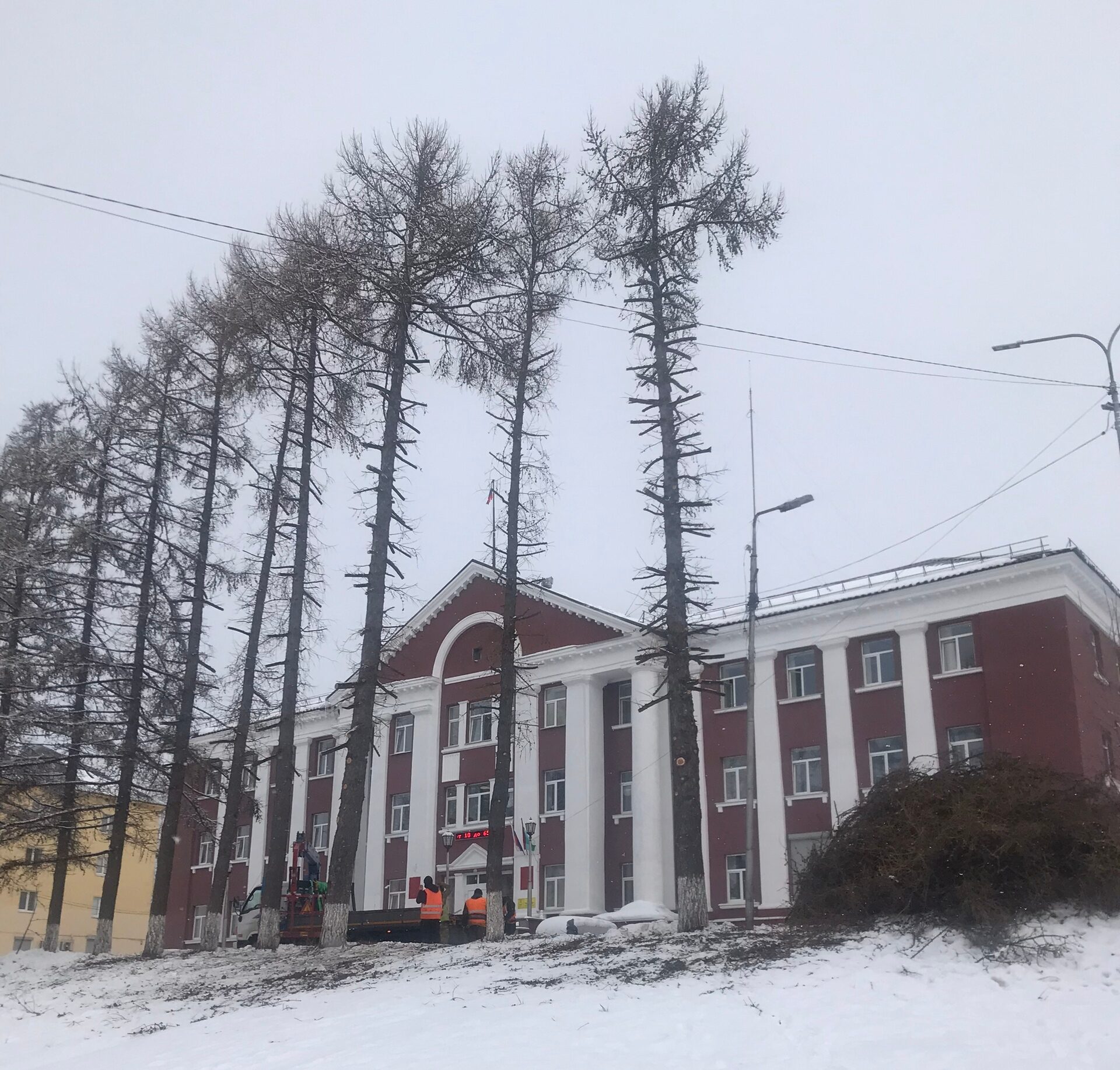 Превратили в обрубки: жители Кондопоги возмутились обрезкой деревьев в центре