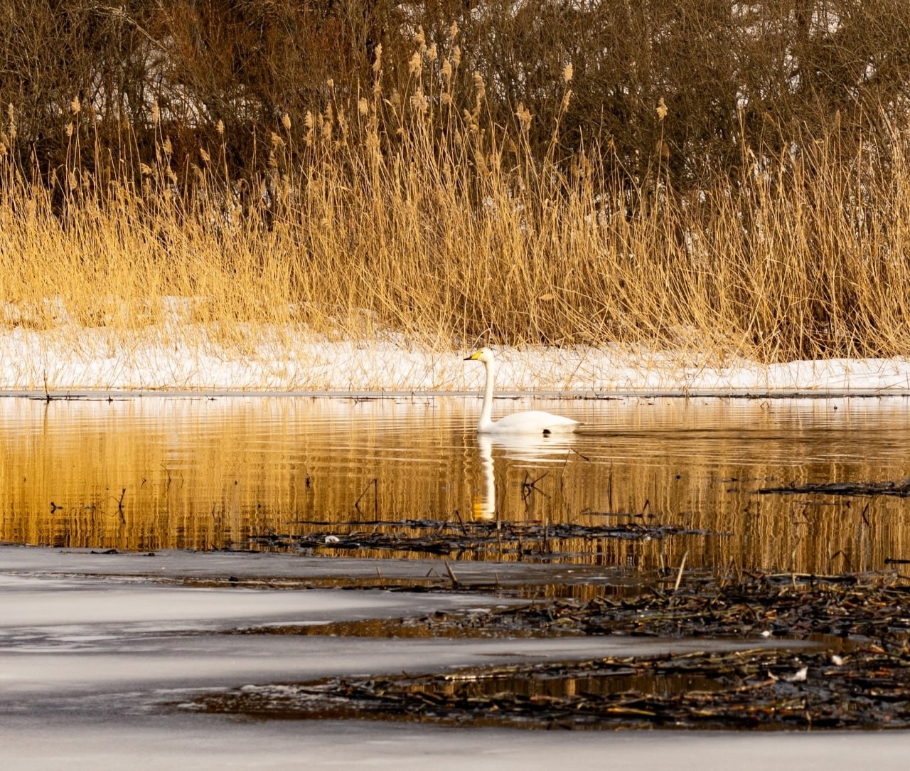 Лебеди прилетели в Карелию после зимовки раньше положенного времени
