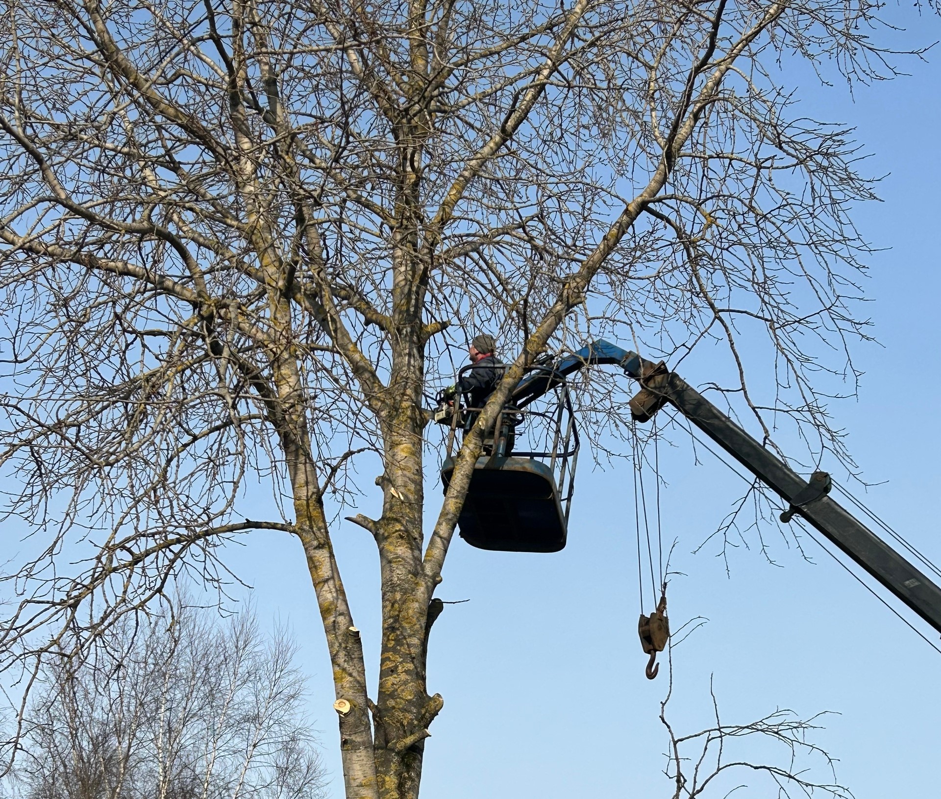 В Эссойле бизнесмен за свой счет спилил аварийные деревья во дворе
