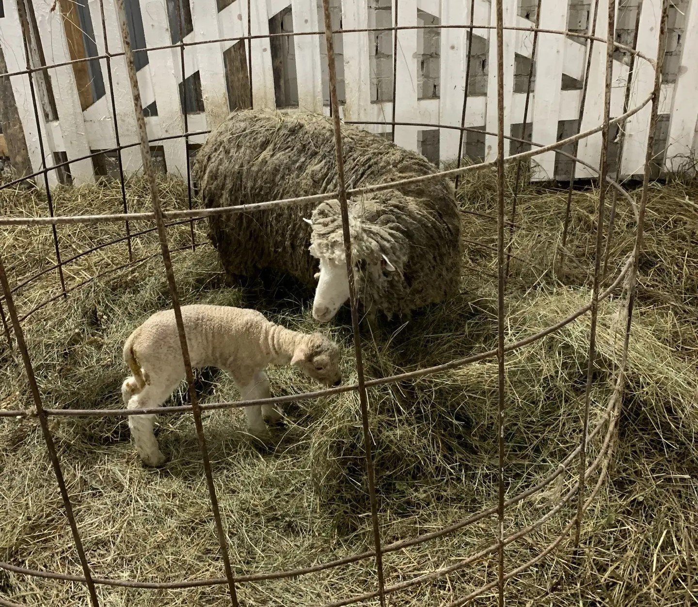 Первые ягнята появились в «Ильинском» спустя несколько месяцев после завоза
