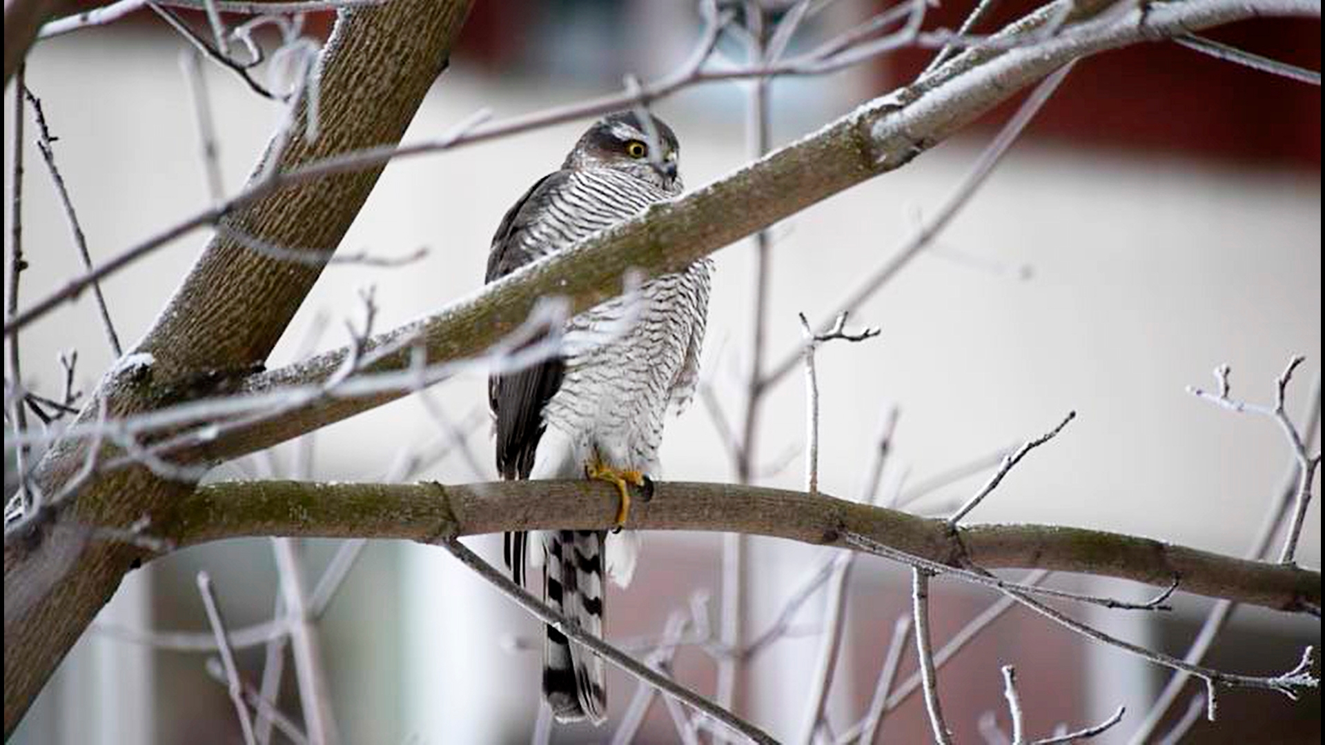 Замеченный в Санкт-Петербурге ястреб показал на видеокамеру «совиный трюк»