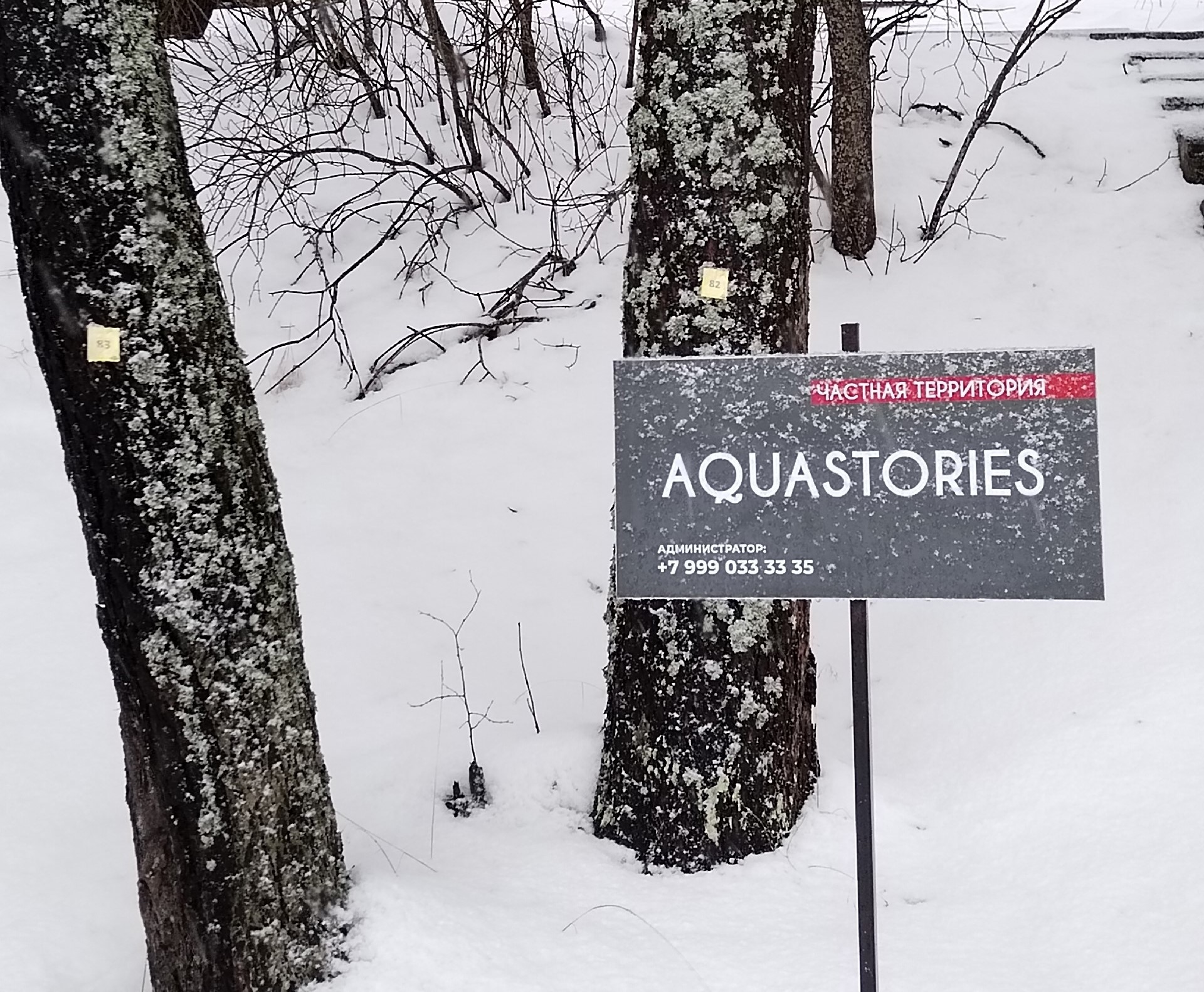 Взрослые деревья на Риеккалансаари пометили на спил