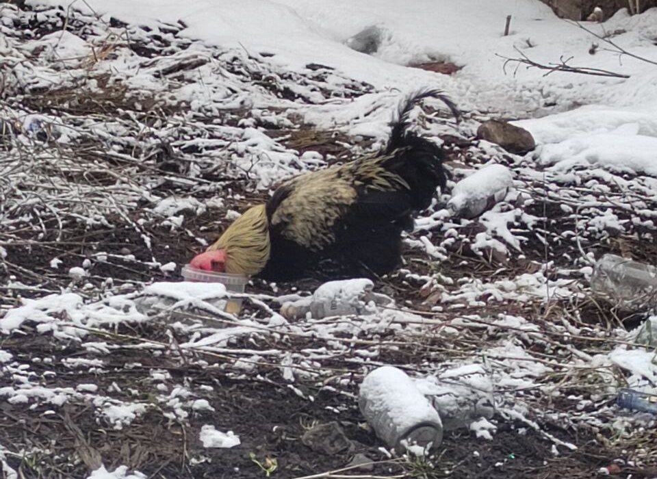 Петух бродит на Зареке в Петрозаводске
