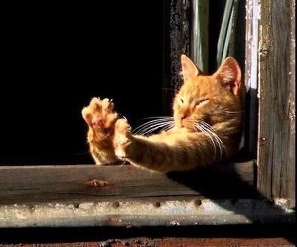 Идем гулять! - выходные в столице Карелии могут побить температурный рекорд