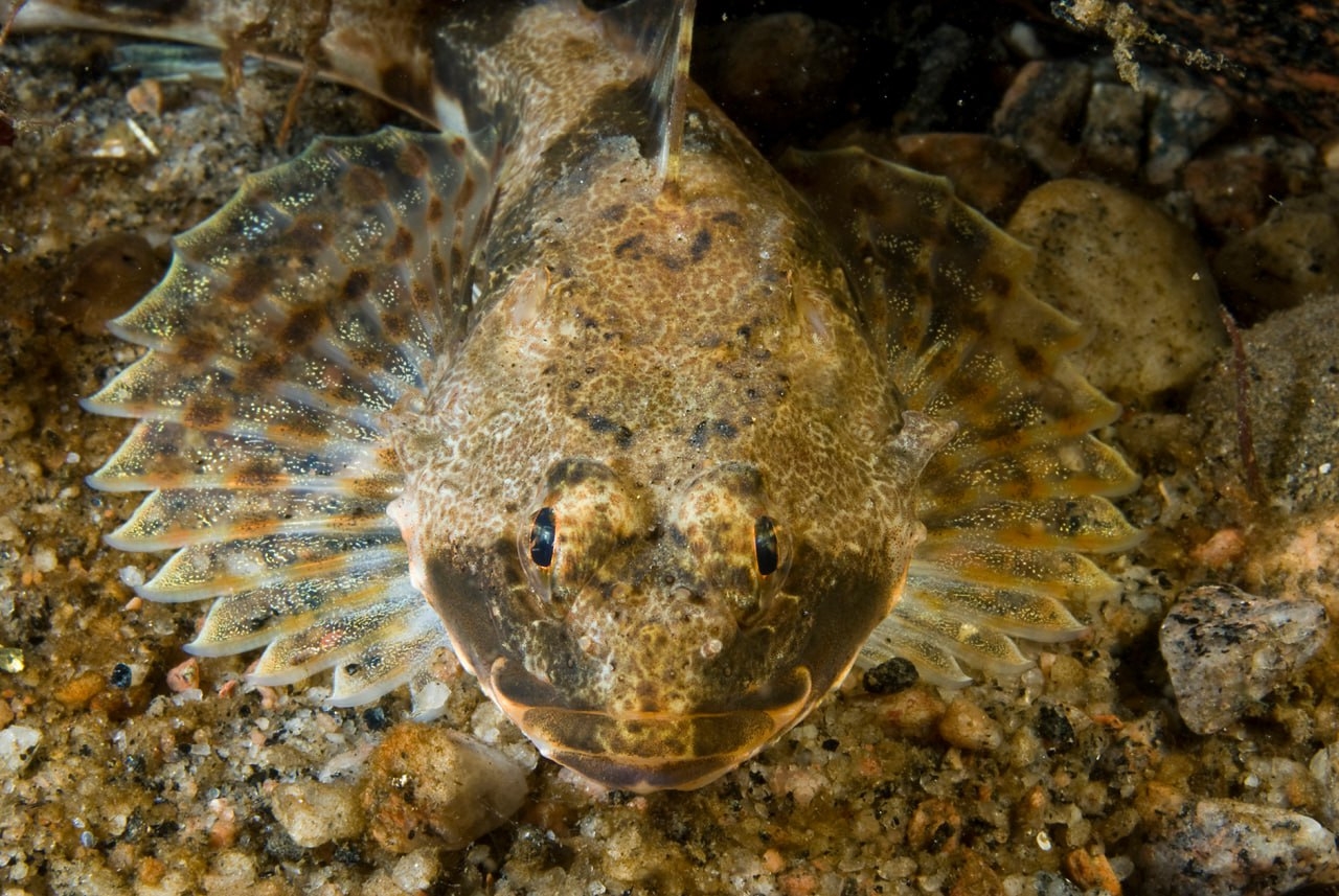 Дайверы не нашли рыбу подо льдом Кандалакшского залива Белого моря