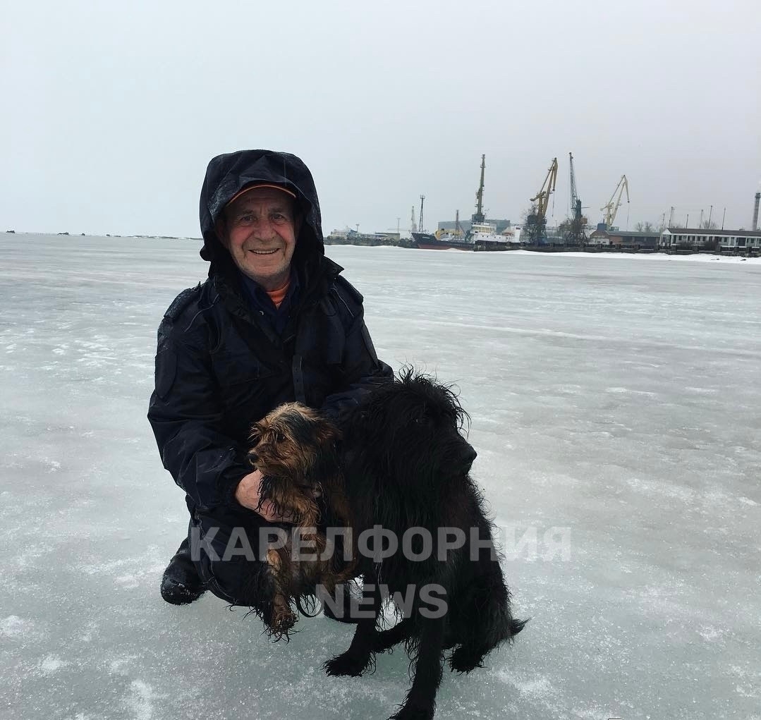 «Он был всем для дедушки»: в Петрозаводске погиб 16-летний пёс после нападения стаффа без намордника