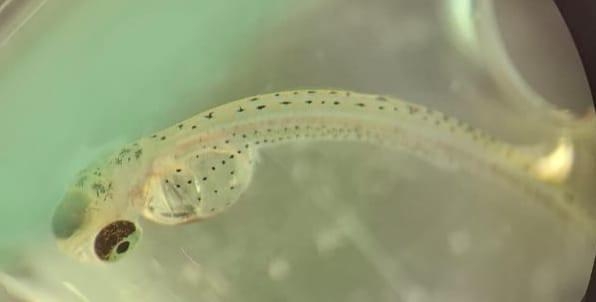 На рыбзаводе Карелии рассказали о таинстве рождения сига