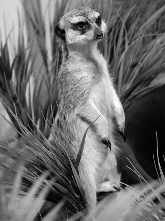 В Карельском зоопарке умер один из старейших обитателей