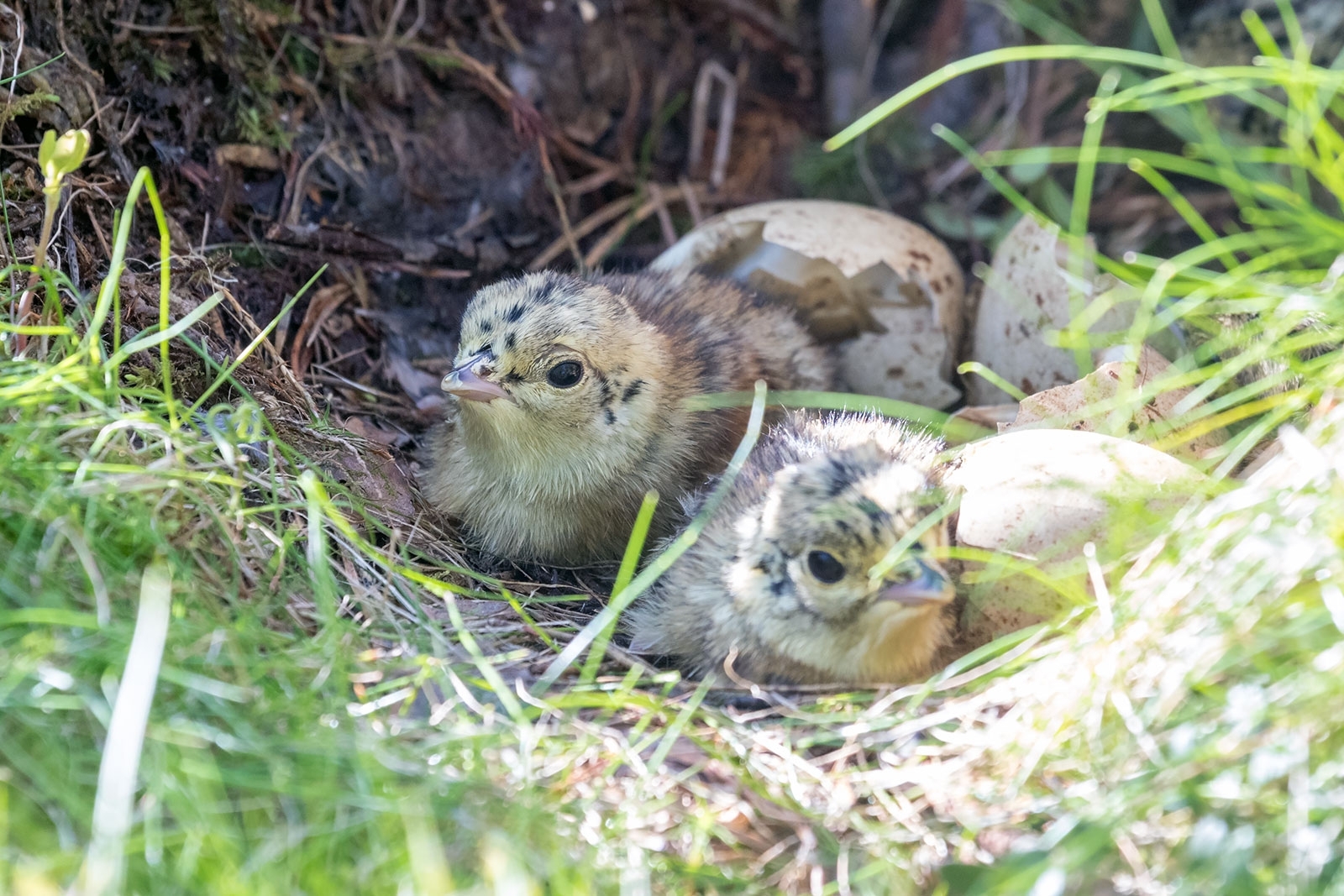 В Карелии изменили сроки весенней охоты на водоплавающую дичь