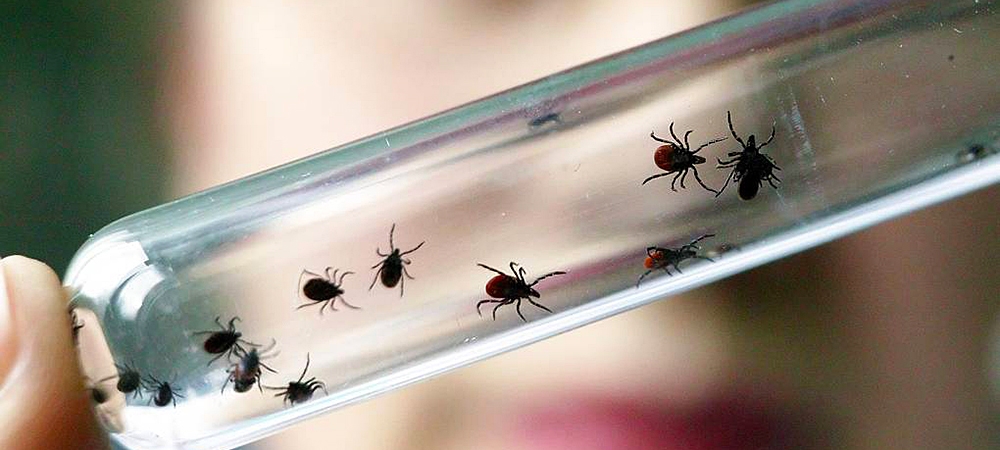 Каждый третий носитель боррелиоза: в Карелии уже проснулись клещи