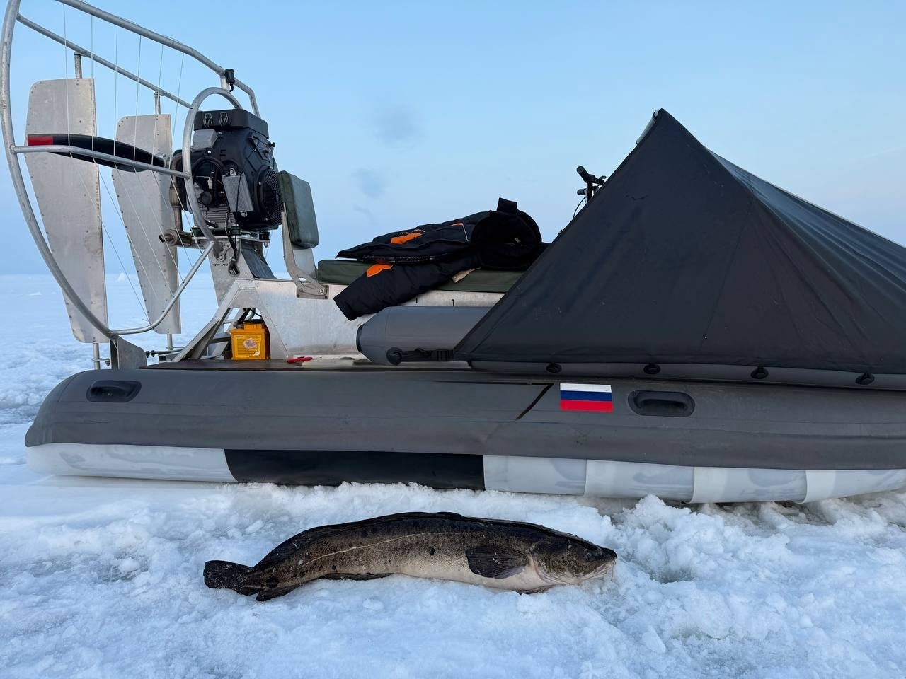 Огромного налима выловили в Онежском озере