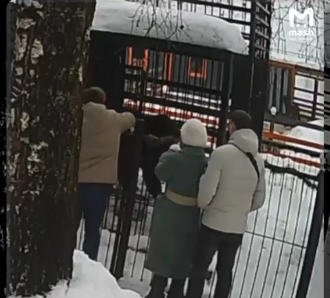 Посетители зоопарка чуть не убили медведя