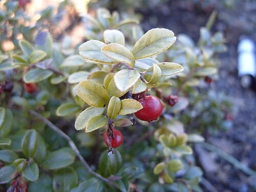 Преподаватель из соседней с Карелией области брал взятки ягодами