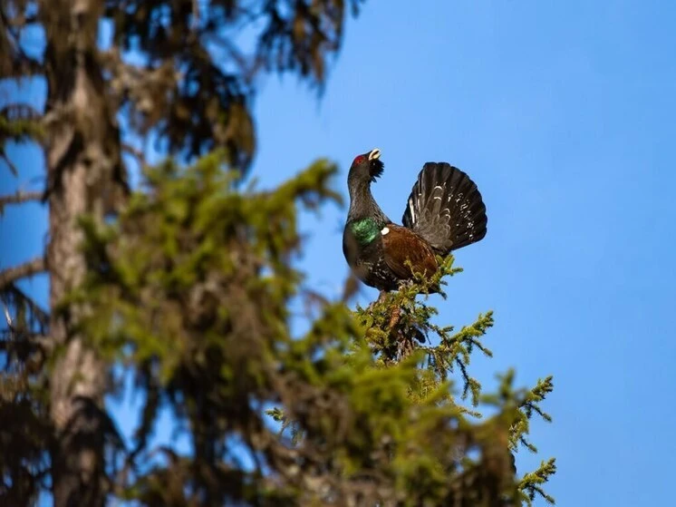 Весна на подходе: о погоде на предстоящую неделю рассказали синоптики Карелии
