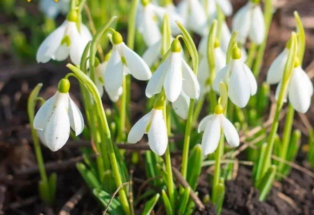 До 9 лет тюрьмы и штраф в млн рублей могут грозить россиянам за сорванный весной подснежник