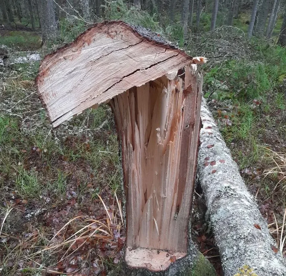 Пенсионер из Петрозаводска пойдет под суд за срубленную березу и ель