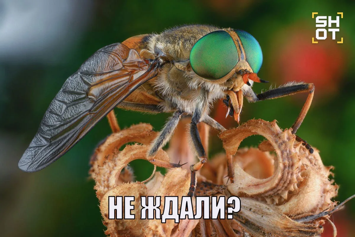 Кровожадные слепни начали появляться в Центральной России из-за тёплого марта