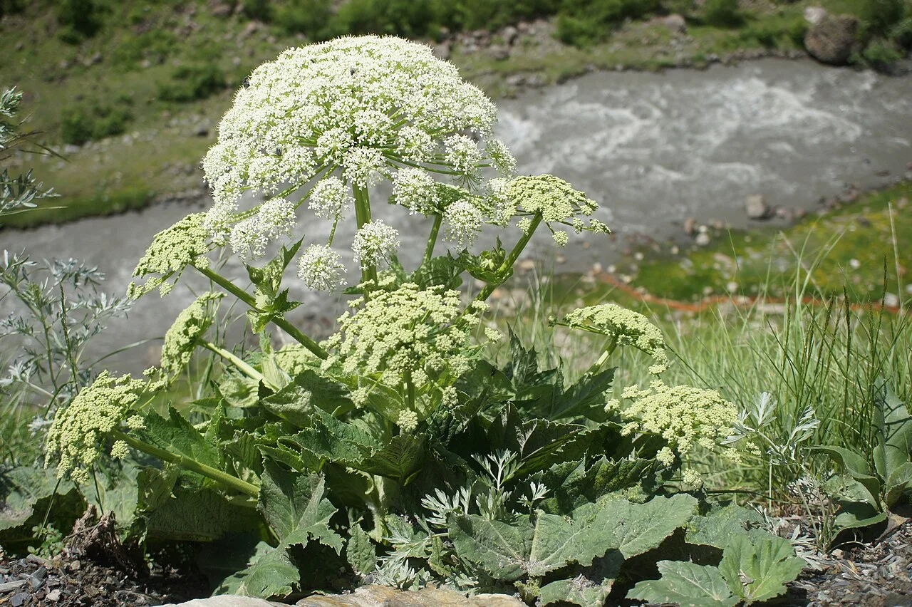 В Карелии за борщевик и золотарник можно лишиться земли