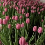 Плантации тюльпанов в Карелии проверили на наличие насекомых-вредителей