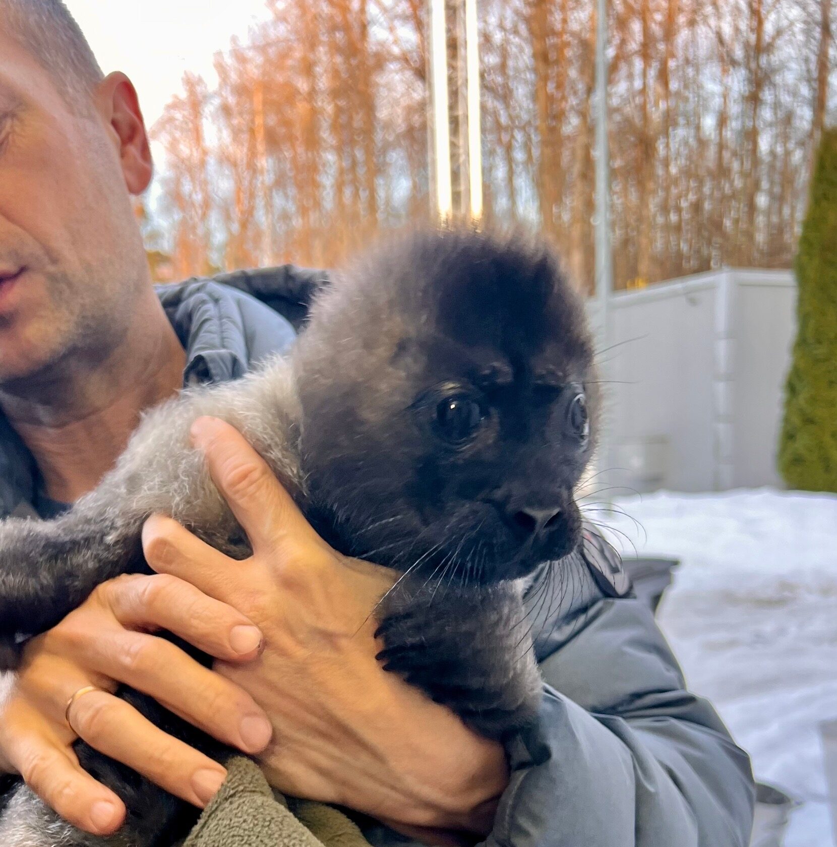 Спасенного в Карелии новорожденного нерпёнка от пикирующих чаек развлекают играми