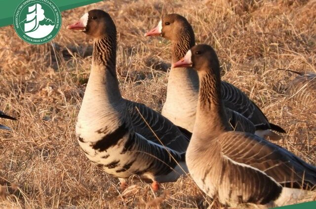 Объявили новые даты охоты на водоплавающих птиц  в Карелии