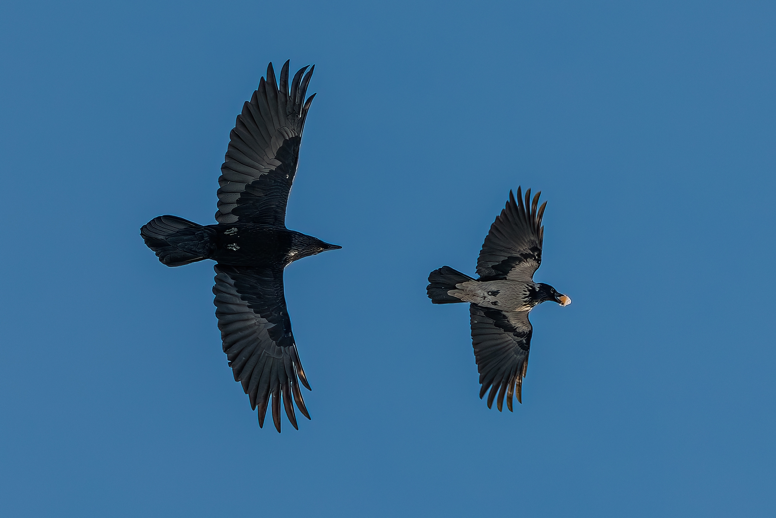 Житель Костомукши поймал в кадр погоню ворона за вороной