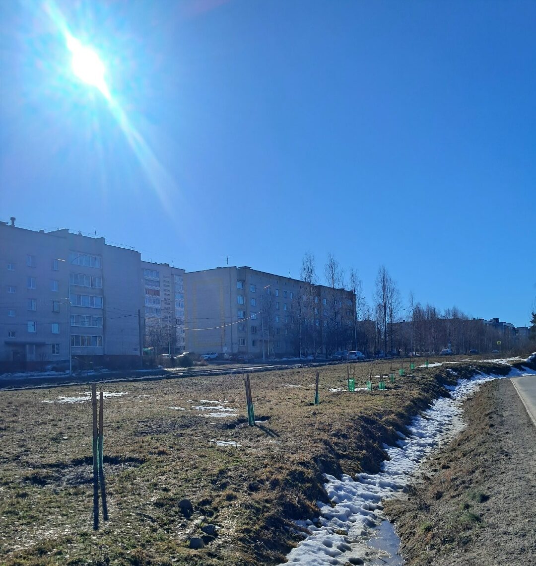 Жители густонаселенного района Петрозаводска возмутились вырубке деревьев