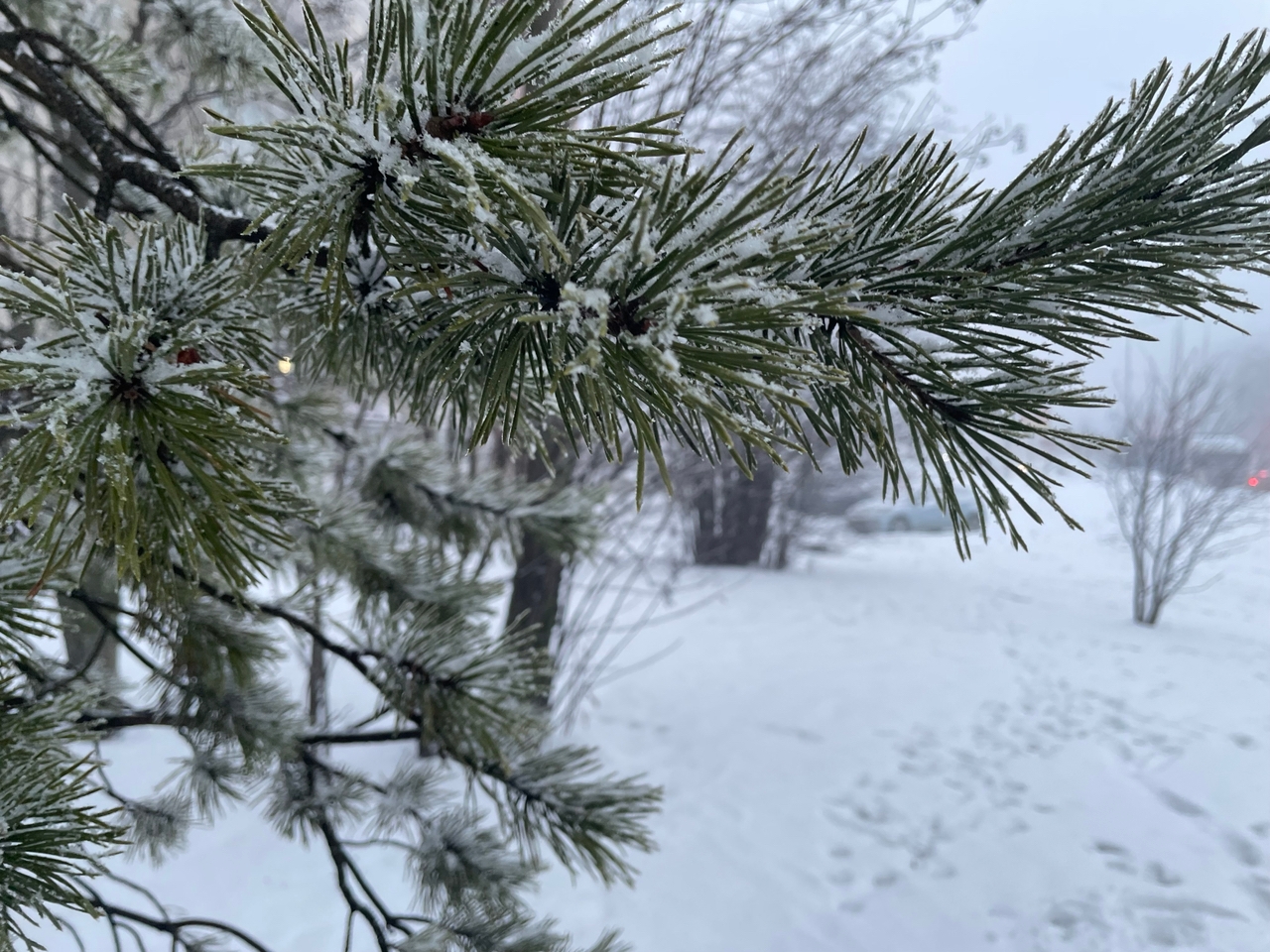 Метель и снежные заносы весну не отменят: +2°С будет в среду в Карелии