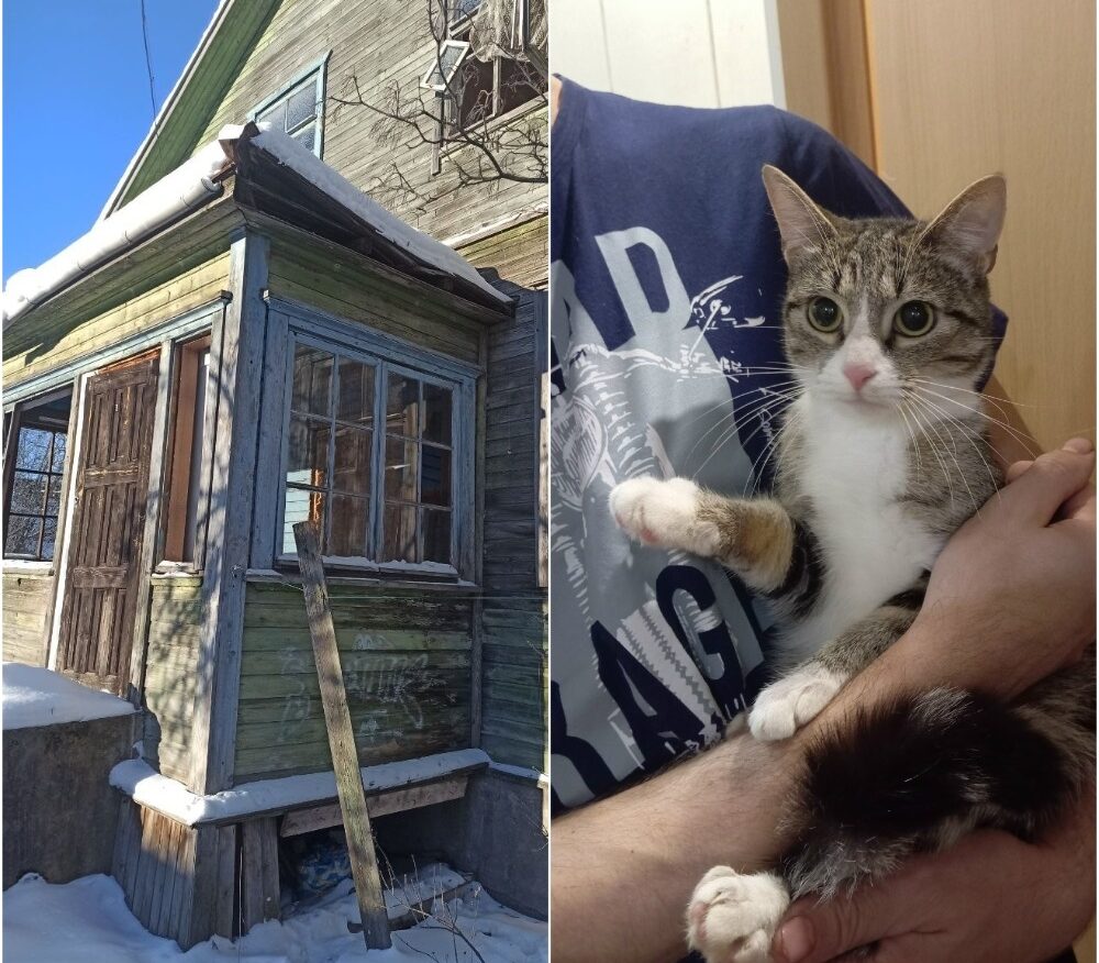 Сортавальским зоозащитникам дали помещение для помощи бездомным животным