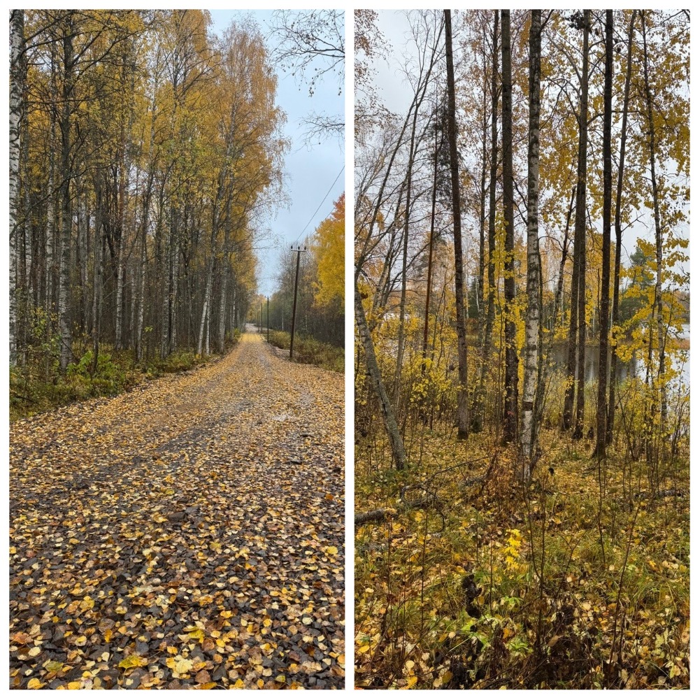В Карелии инвестор запустит лесопилку, чтобы построить туркомплекс из собственных материалов
