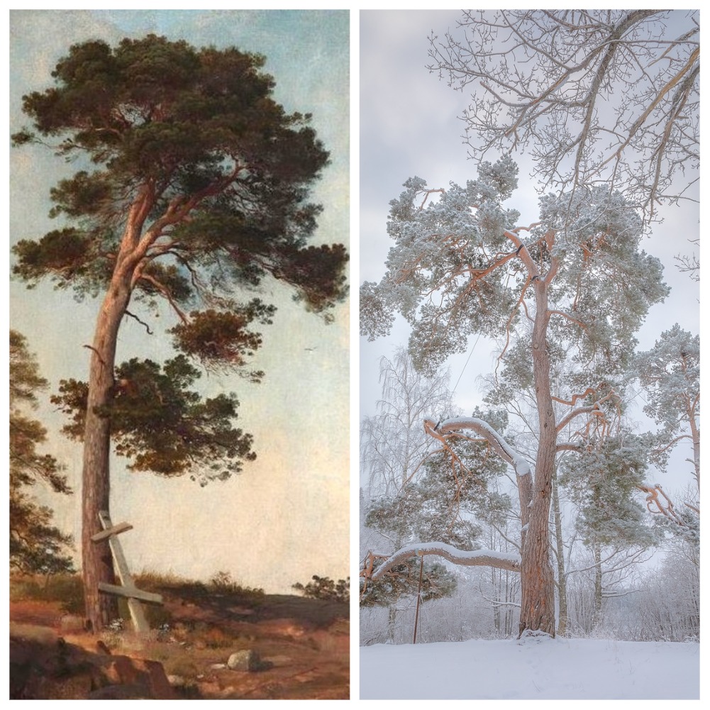 Написанная Иваном Шишкиным сосна в Карелии отметила 250-летие