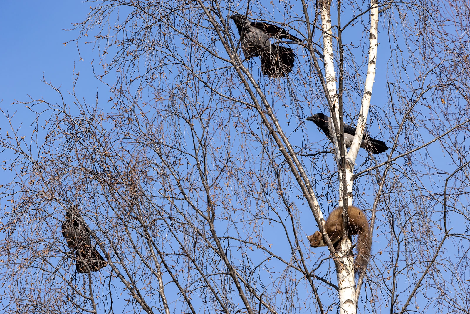 «Чудеса»: куница кувыркалась с воронами на вершине березы в Петрозаводске