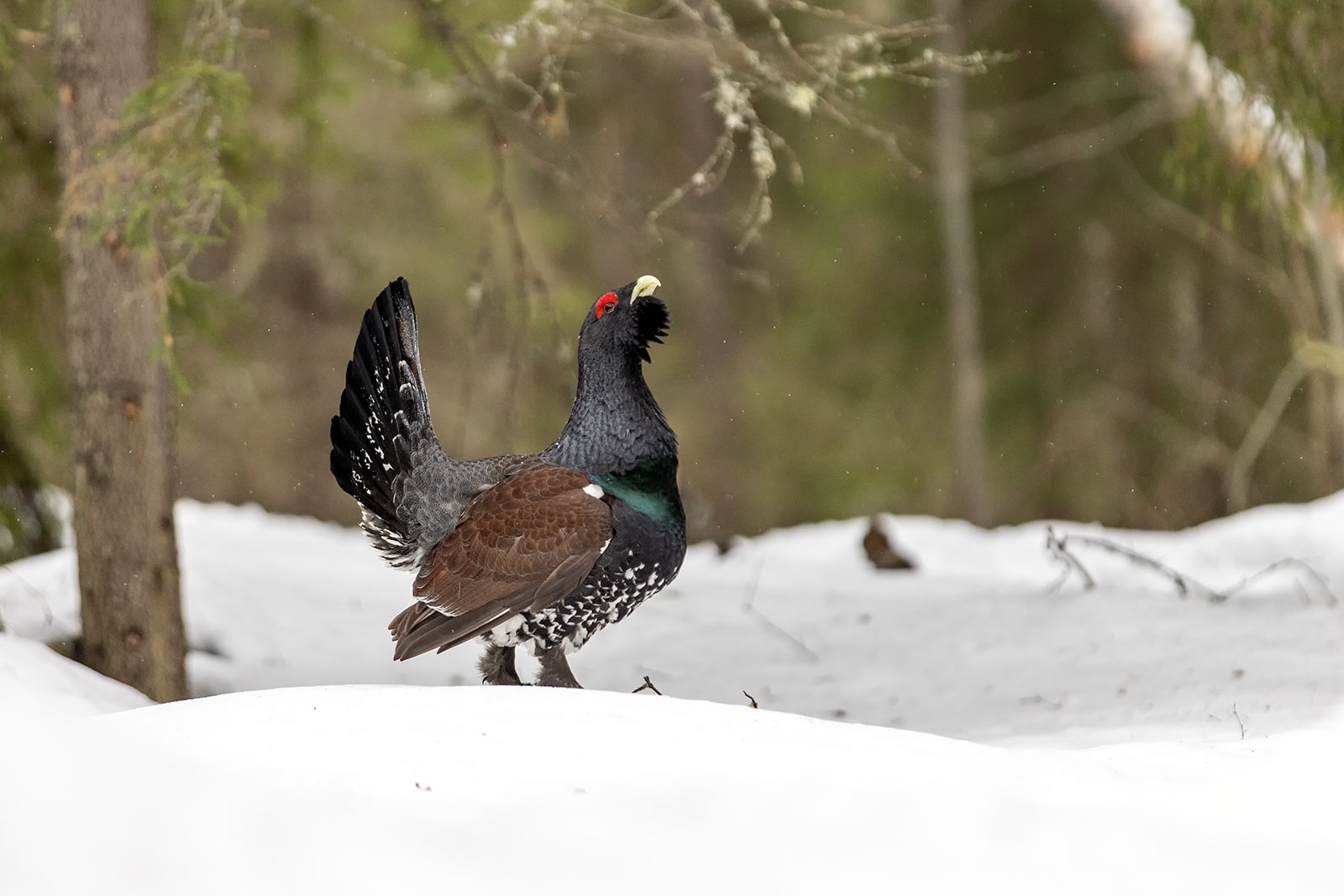 «Зачем такие эксперименты»: известный фотограф выступил в защиту птиц Карелии