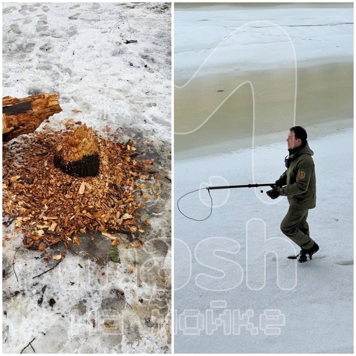 Домовитый бобр повалил дерево на припаркованную машину у элитного ЖК